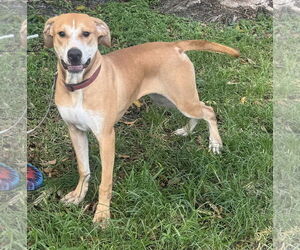 American Bulldog-Labrador Retriever Mix Dogs for adoption in Royal Palm Beach, FL, USA