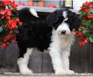 Sheepadoodle Puppy for sale in FREDERICKSBG, OH, USA
