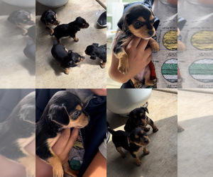 Chorkie Puppy for sale in EXETER, CA, USA