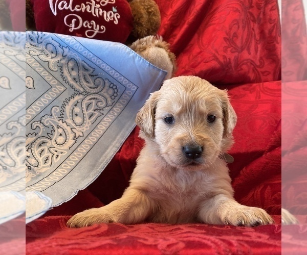Medium Photo #5 Golden Retriever Puppy For Sale in RADCLIFF, KY, USA