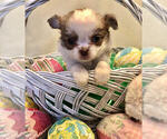 Small Photo #1 Chihuahua Puppy For Sale in NEWVILLE, PA, USA