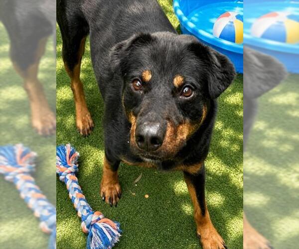 Medium Photo #2 Rottweiler-Unknown Mix Puppy For Sale in Texas City, TX, USA