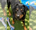 Small #1 Rottweiler Mix