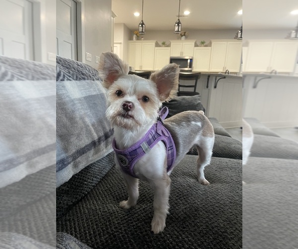 Medium Photo #1 Yorkshire Terrier Puppy For Sale in RUSTBURG, VA, USA