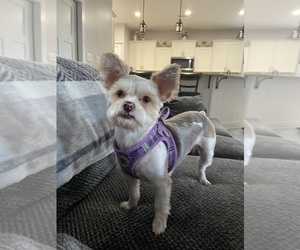 Mother of the Yorkshire Terrier puppies born on 12/23/2025