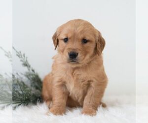 Golden Retriever Puppy for sale in NEWPORT, PA, USA