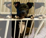 Small American Pit Bull Terrier Mix