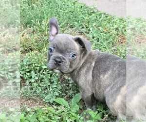 Medium French Bulldog