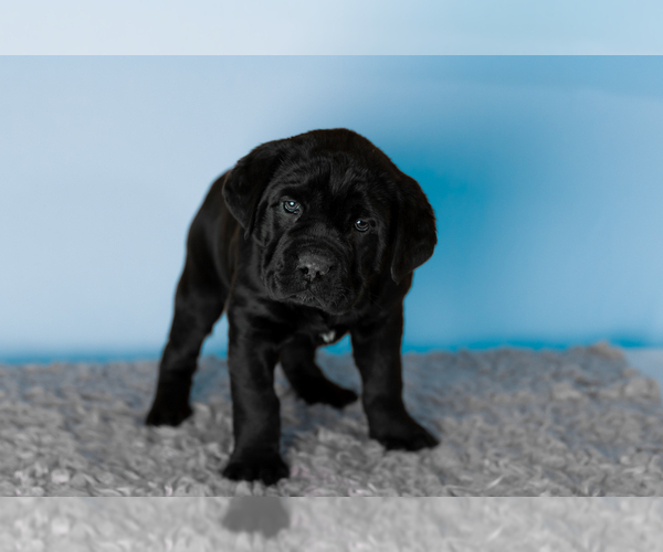 Medium Photo #6 Cane Corso Puppy For Sale in BOURBON, IN, USA