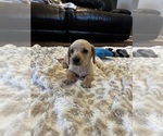 Small #4 Dachshund