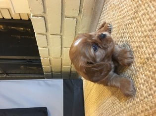 Cavalier King Charles Spaniel Puppy for sale in JACKSON, MS, USA