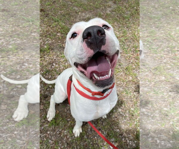 Medium Photo #4 American Pit Bull Terrier-Unknown Mix Puppy For Sale in Virginia Beach, VA, USA