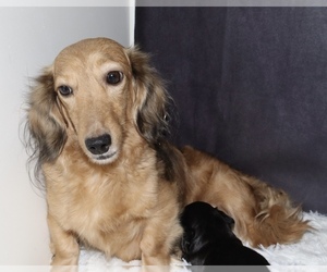 Mother of the Dachshund puppies born on 04/07/2025