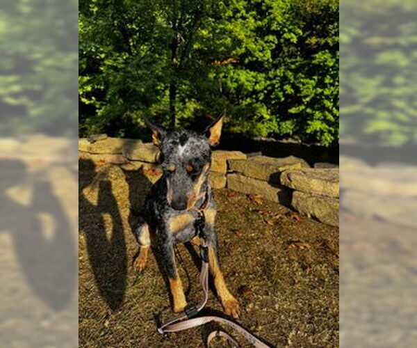 Medium Photo #5 Mutt Puppy For Sale in Garden City, NY, USA