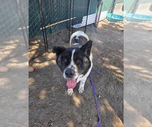 Akita-Unknown Mix Dogs for adoption in San Bernardino, CA, USA