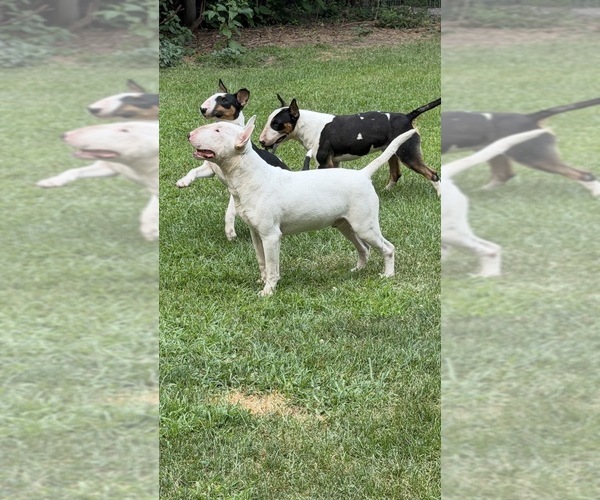 Medium Photo #1 Bull Terrier Puppy For Sale in WAYLAND, MI, USA