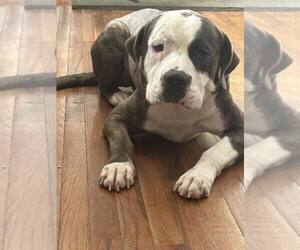 American Pit Bull Terrier-Unknown Mix Dogs for adoption in Woodbury, NY, USA
