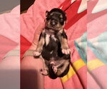 Small #3 Rat Terrier Mix