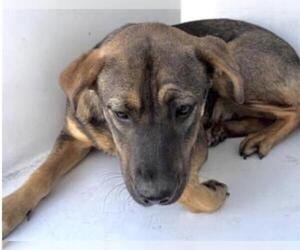 Labrador Retriever-Unknown Mix Dogs for adoption in Houston, TX, USA