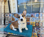 Small Photo #7 Pembroke Welsh Corgi Puppy For Sale in SURFSIDE, SC, USA