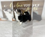 Small #3 Pembroke Welsh Corgi
