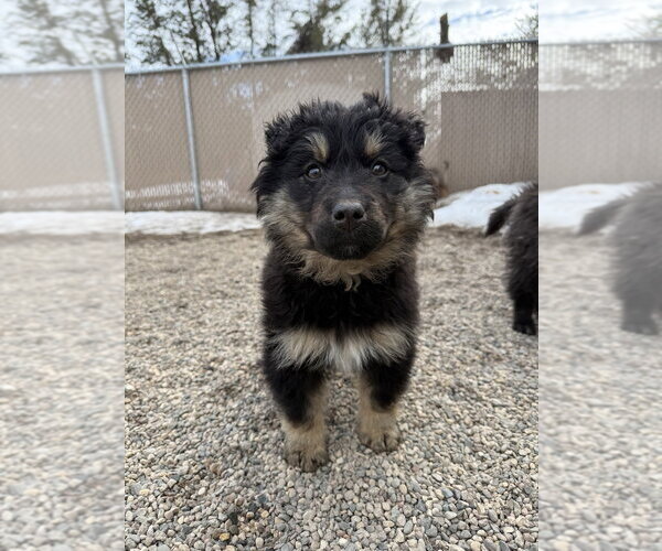 Medium Photo #1 Mutt Puppy For Sale in Bemidji, MN, USA