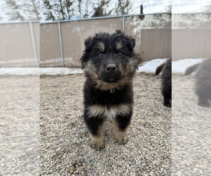 Mutt Dogs for adoption in Bemidji, MN, USA
