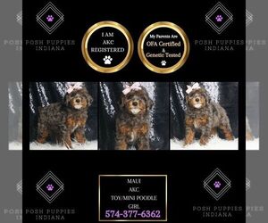 Poodle (Toy) Puppy for sale in WARSAW, IN, USA
