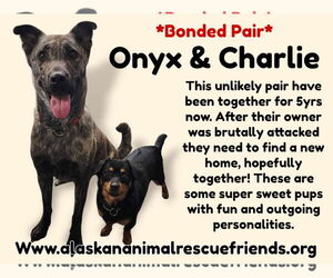Mutt Dogs for adoption in Anchorage, AK, USA