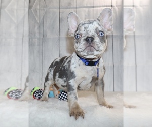 French Bulldog Puppy for sale in FAIRBANK, IA, USA