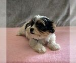 Small #1 Yorkshire Terrier