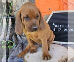 Small #3 Redbone Coonhound