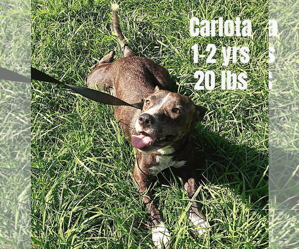 Medium Photo #1 Chihuahua-Unknown Mix Puppy For Sale in Virginia Beach, VA, USA