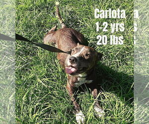 Chihuahua-Unknown Mix Dogs for adoption in Virginia Beach, VA, USA