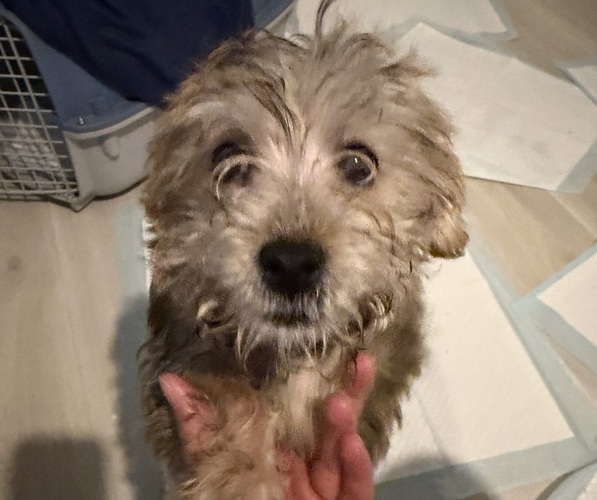 Medium Photo #1 Morkie Puppy For Sale in VIRGINIA BEACH, VA, USA