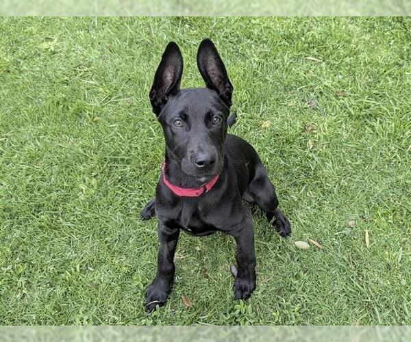 Medium Photo #1 Great Dane-Unknown Mix Puppy For Sale in San Clemente, CA, USA