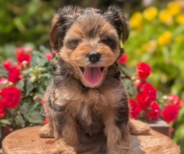 Medium Photo #12 Yorkipoo Puppy For Sale in GOSHEN, IN, USA
