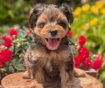 Small Photo #12 Yorkipoo Puppy For Sale in GOSHEN, IN, USA