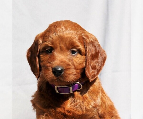 Medium Photo #1 Irish Setter-Poodle (Miniature) Mix Puppy For Sale in NEWMANSTOWN, PA, USA