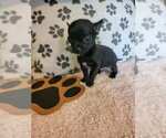 Small #3 Chihuahua