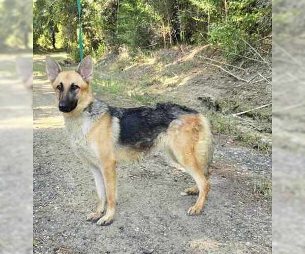 Medium Photo #2 German Shepherd Dog Puppy For Sale in Montgomery, AL, USA