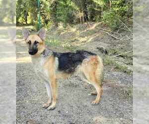 Nani - Female German Shepherd Dog Dog for Adoption - Photo #2