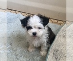 Small Photo #18 Zuchon Puppy For Sale in CENTRAL SQUARE, NY, USA