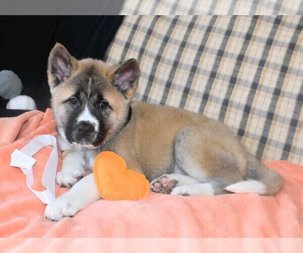 Medium Photo #1 Akita Puppy For Sale in COLLINSVILLE, OK, USA