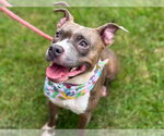 Small Bullboxer Pit