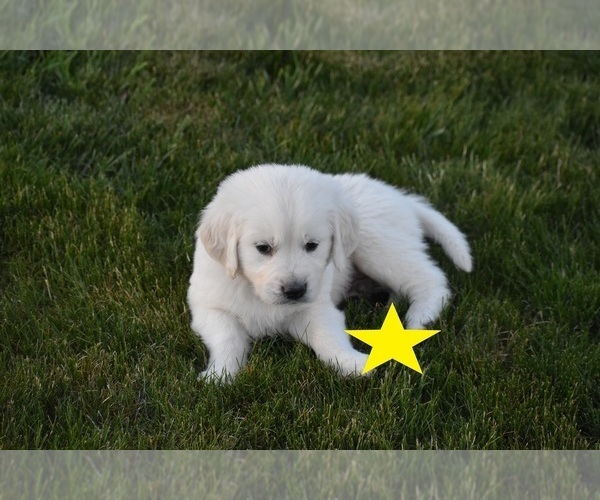Medium Photo #5 English Cream Golden Retriever Puppy For Sale in BURLEY, ID, USA