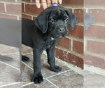 Puppy Puppy 6 Cane Corso