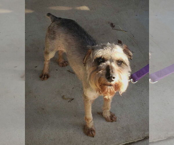 Medium Photo #4 Mutt Puppy For Sale in Redding, CA, USA
