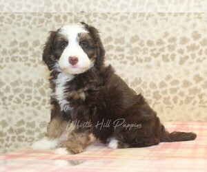 Miniature Bernedoodle Puppy for sale in DENVER, PA, USA