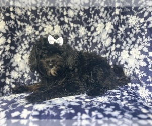 ShihPoo Puppy for sale in LAKELAND, FL, USA